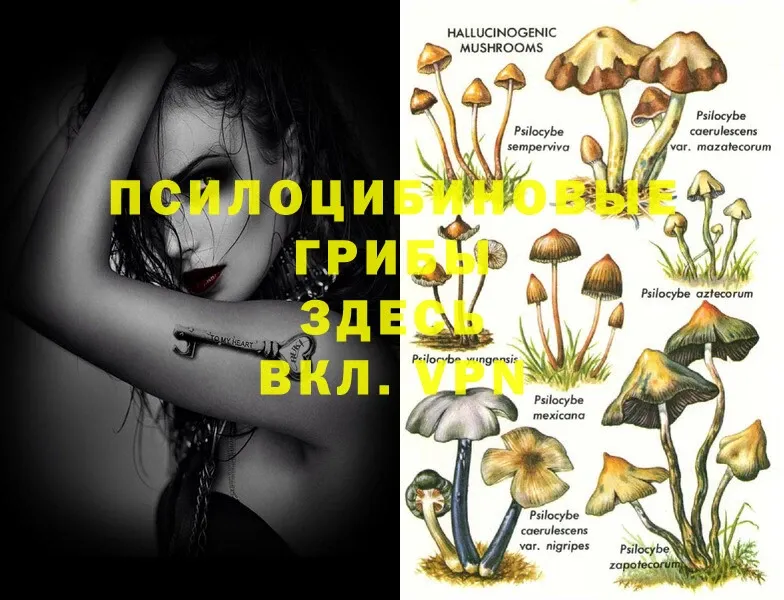 OMG онион  Болотное  Галлюциногенные грибы Psilocybine cubensis 